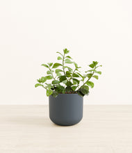 Load image into Gallery viewer, Iron Gray