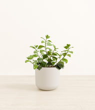 Load image into Gallery viewer, Natural Bamboo