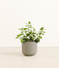 Load image into Gallery viewer, Sage Green