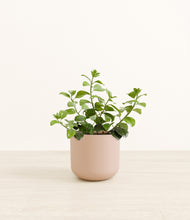 Load image into Gallery viewer, Sandy Pink