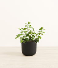 Load image into Gallery viewer, Stone Black