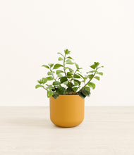 Load image into Gallery viewer, Sunset Orange