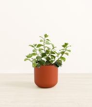 Load image into Gallery viewer, Earth Red