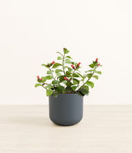 Load image into Gallery viewer, -