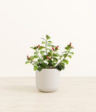 Load image into Gallery viewer, -