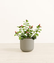 Load image into Gallery viewer, -