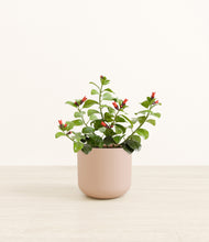 Load image into Gallery viewer, -