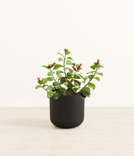 Load image into Gallery viewer, -