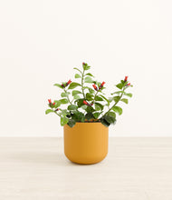 Load image into Gallery viewer, -