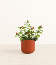 Load image into Gallery viewer, -