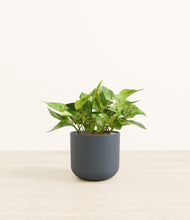 Load image into Gallery viewer, Iron Gray*****Profile