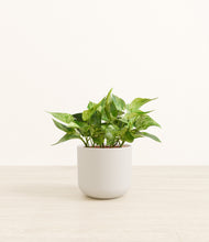 Load image into Gallery viewer, Natural Bamboo*****Profile