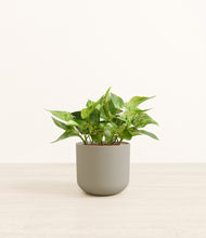 Load image into Gallery viewer, Sage Green*****Profile