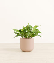 Load image into Gallery viewer, Sandy Pink*****Profile