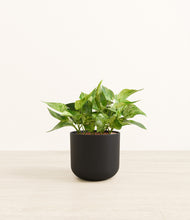 Load image into Gallery viewer, Stone Black*****Profile