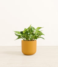 Load image into Gallery viewer, Sunset Orange*****Profile