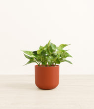 Load image into Gallery viewer, Earth Red*****Profile