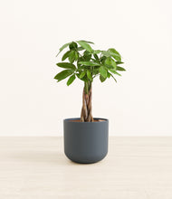 Load image into Gallery viewer, Iron Gray*****Profile