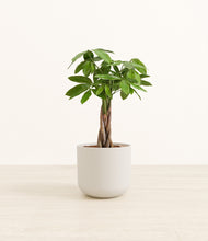 Load image into Gallery viewer, Natural Bamboo*****Profile