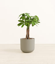 Load image into Gallery viewer, Sage Green*****Profile