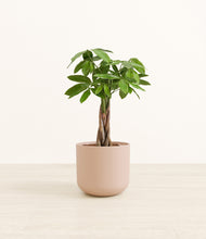 Load image into Gallery viewer, Sandy Pink*****Profile