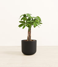 Load image into Gallery viewer, Stone Black*****Profile