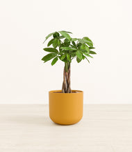 Load image into Gallery viewer, Sunset Orange*****Profile