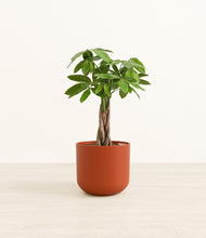 Load image into Gallery viewer, Earth Red*****Profile