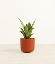 Load image into Gallery viewer, Earth Red*****Profile