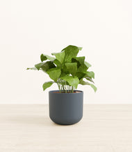 Load image into Gallery viewer, Iron Gray*****Profile