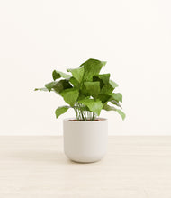 Load image into Gallery viewer, Natural Bamboo*****Profile