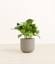 Load image into Gallery viewer, Sage Green*****Profile