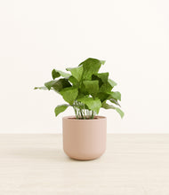 Load image into Gallery viewer, Sandy Pink*****Profile