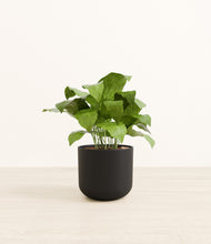 Load image into Gallery viewer, Stone Black*****Profile