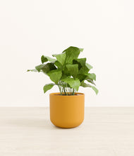 Load image into Gallery viewer, Sunset Orange*****Profile