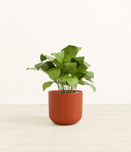 Load image into Gallery viewer, Earth Red*****Profile