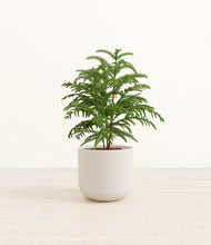 Load image into Gallery viewer, Natural Bamboo*****Profile