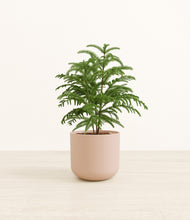 Load image into Gallery viewer, Sandy Pink*****Profile