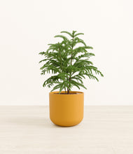 Load image into Gallery viewer, Sunset Orange*****Profile