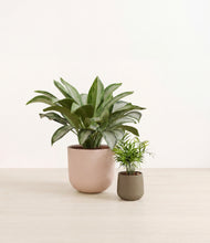 Load image into Gallery viewer, Olive Branch*****Profile