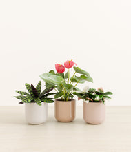 Load image into Gallery viewer, Peach Blossom*****Profile