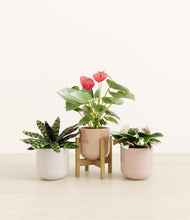 Load image into Gallery viewer, Peach Blossom stand:one_stand