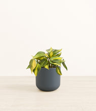 Load image into Gallery viewer, Iron Gray*****Profile