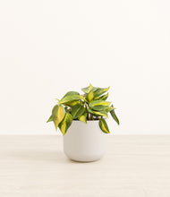 Load image into Gallery viewer, Natural Bamboo*****Profile