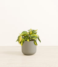 Load image into Gallery viewer, Sage Green*****Profile