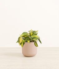 Load image into Gallery viewer, Sandy Pink*****Profile