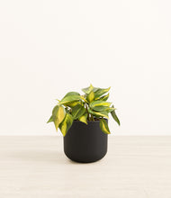 Load image into Gallery viewer, Stone Black*****Profile