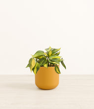 Load image into Gallery viewer, Sunset Orange*****Profile