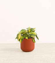 Load image into Gallery viewer, Earth Red*****Profile