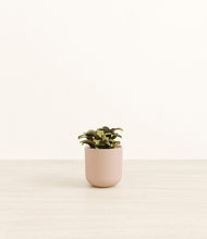 Load image into Gallery viewer, Sandy Pink*****Profile